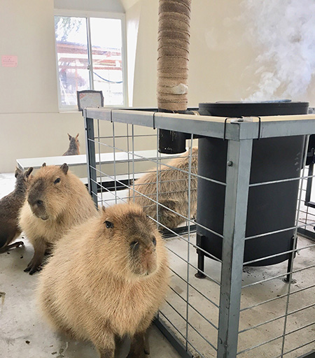 ストーブの周りにあつまるカピバラ/阿蘇ファームランド(熊本県/南阿蘇村)