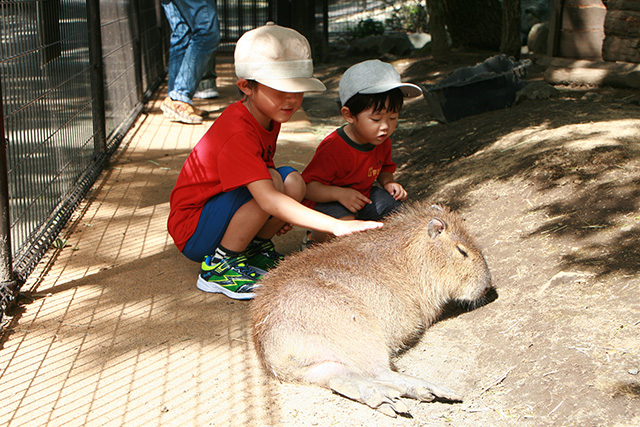 カピバラをなでる子ども/阿蘇カドリー・ドミニオン(熊本県/阿蘇市)