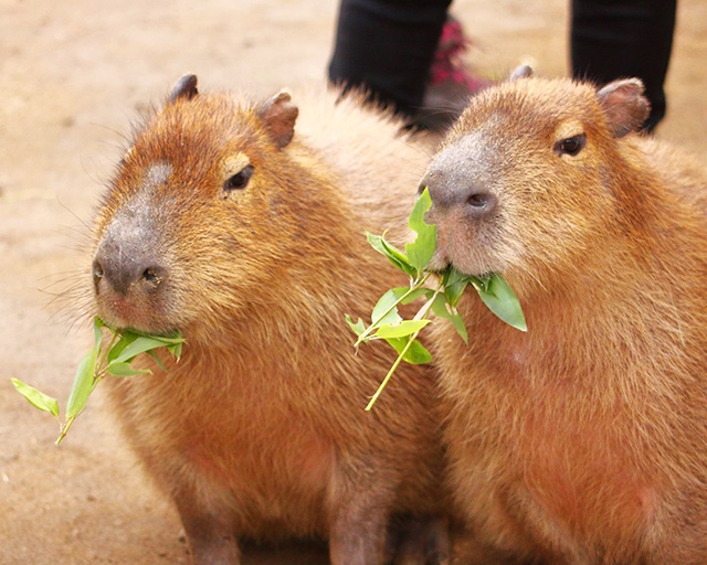 エサを食べるカピバラ/阿蘇カドリー・ドミニオン(熊本県/阿蘇市)