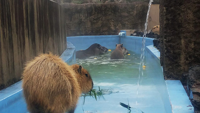 カピバラとブラジルバク/平川動物公園(鹿児島県/鹿児島市)