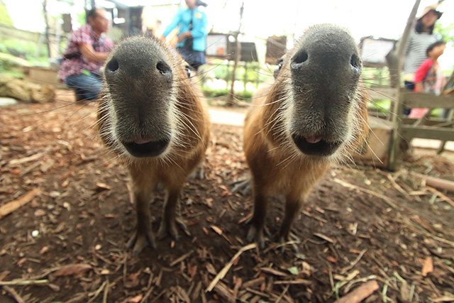 カピバラの鼻と口のアップ/東南植物楽園(沖縄県/沖縄市)