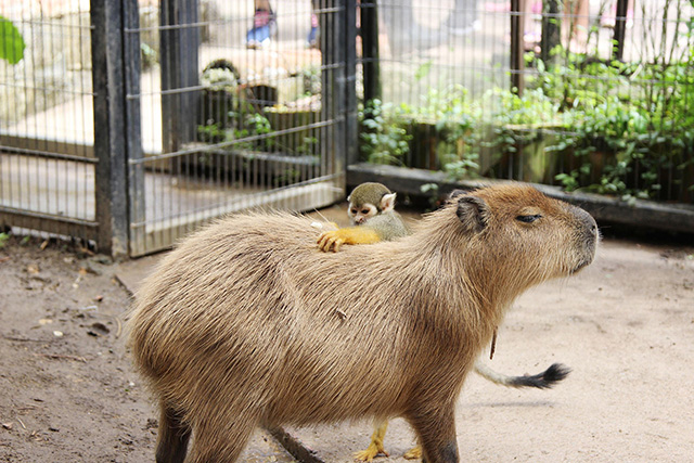 コモンリスザルとカピバラ/東南植物楽園(沖縄県/沖縄市)