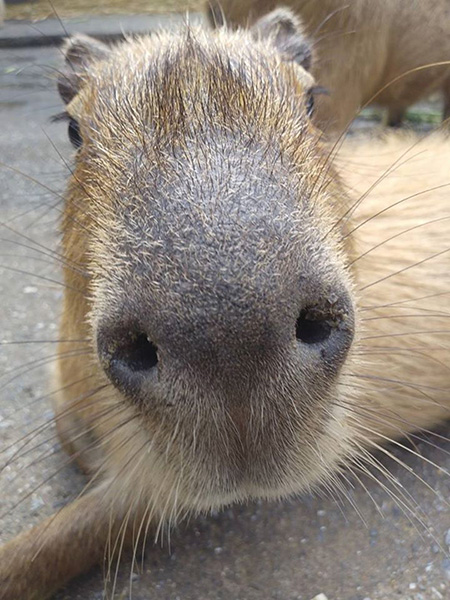 カピバラの鼻にズームアップ/ネオパークオキナワ(沖縄県/名護市)