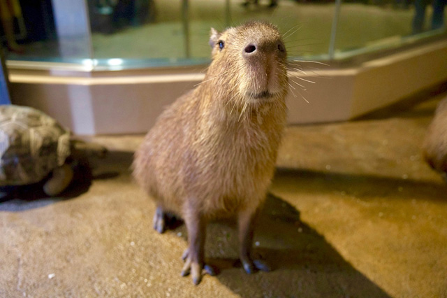 水族館でも人気者のカピバラ/マクセル アクアパーク品川(東京都/港区)