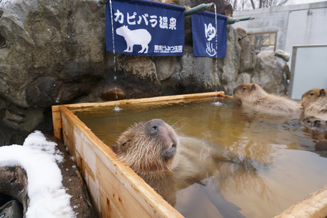 カピバラの露天風呂/那須どうぶつ王国(栃木県/那須町)