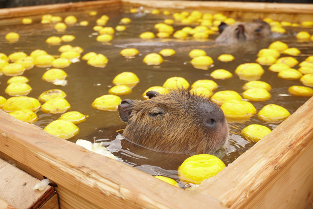 ゆず湯であったまるカピバラ/那須どうぶつ王国(栃木県/那須町)