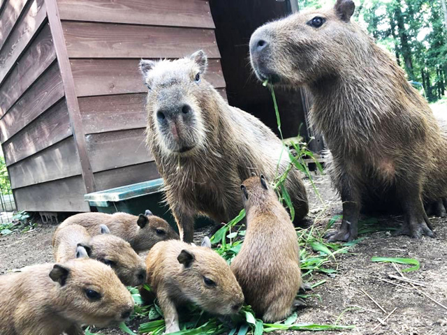 カピバラ親子/ダチョウ王国 石岡ファーム(茨城県/石岡市)