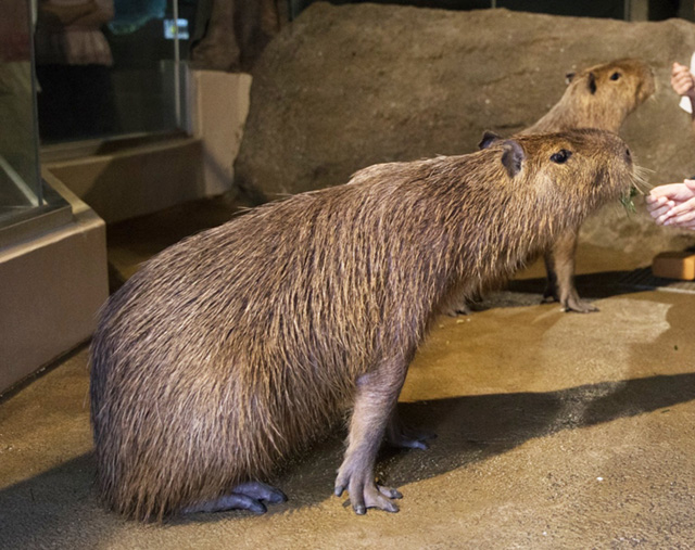 人気のプログラム「カピバラにごはん」/マクセル アクアパーク品川(東京都/港区)