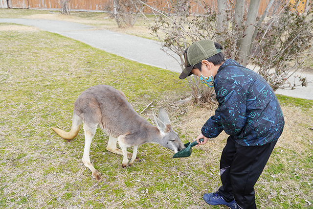 カンガルーに餌やり/赤穂海浜公園（兵庫県/赤穂市）