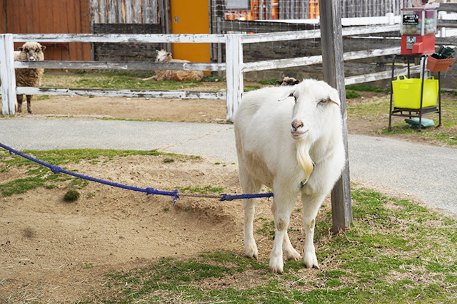 「ヤギ・ヒツジ広場」のヤギ/赤穂海浜公園（兵庫県/赤穂市）