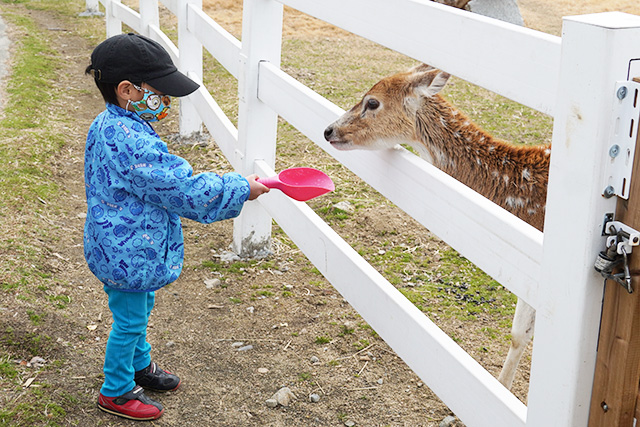 シカに餌やり/赤穂海浜公園（兵庫県/赤穂市）