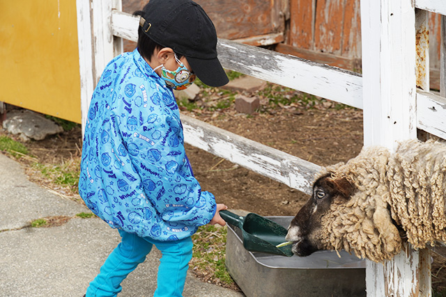 ヒツジにエサやり/赤穂海浜公園（兵庫県/赤穂市）