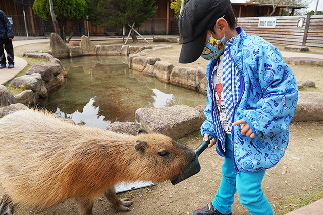 カピバラに餌やり/赤穂海浜公園（兵庫県/赤穂市）