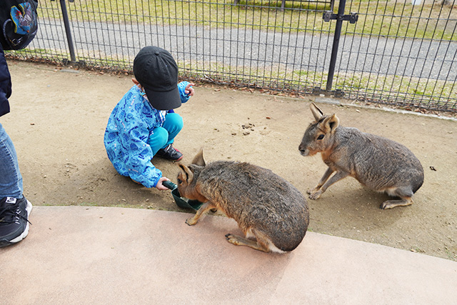 マーラにエサやり/赤穂海浜公園（兵庫県/赤穂市）