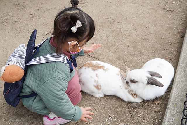 ふれあいうさぎ村のウサギ/赤穂海浜公園（兵庫県/赤穂市）