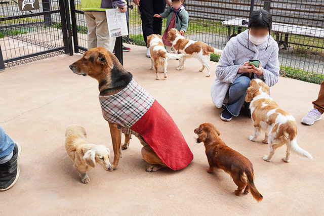 「ワンワンふれあい村」の犬/赤穂海浜公園（兵庫県/赤穂市）