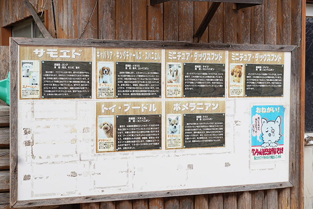 ワンワンふれあい村にいるオリジナルメンバー/赤穂海浜公園（兵庫県/赤穂市）