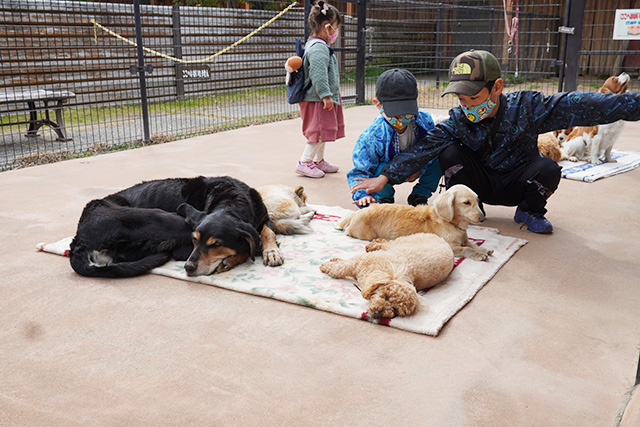 「ワンワンふれあい村」の犬/赤穂海浜公園（兵庫県/赤穂市）
