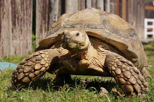 ケヅメリクガメ/赤穂海浜公園（兵庫県/赤穂市）