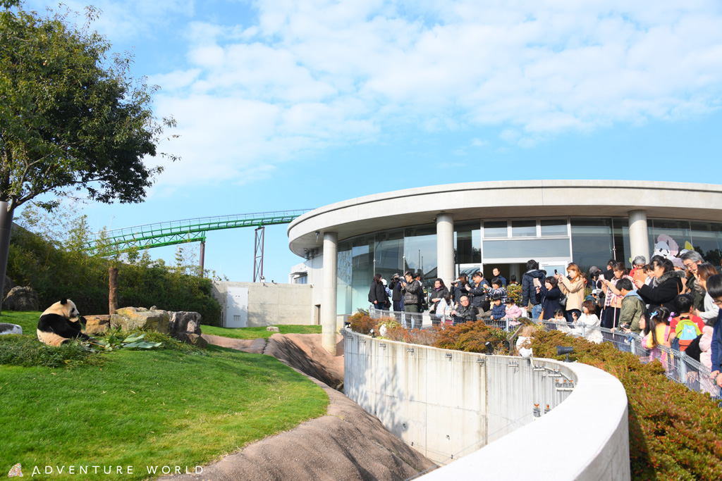6頭のジャイアントパンダが暮らしている／アドベンチャーワールド（和歌山県／西牟婁郡白浜町）