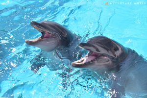 和歌山でパンダに会おう。ママ・パパ必見！GW・夏休みの1泊2日家族旅行プラン