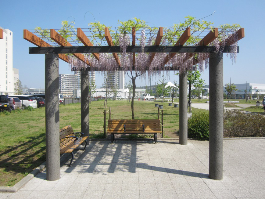 5月上旬には紫色の藤の花を見ることができる/神台公園(神奈川県/藤沢市)