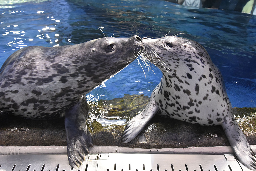 キスをするアザラシ/新江ノ島水族館(神奈川県/藤沢市)