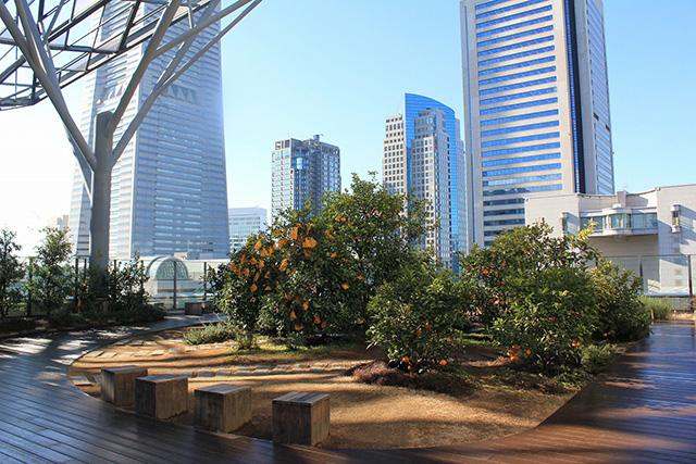 「みんなの庭」全景/MARK ISみなとみらい(神奈川県/横浜市)