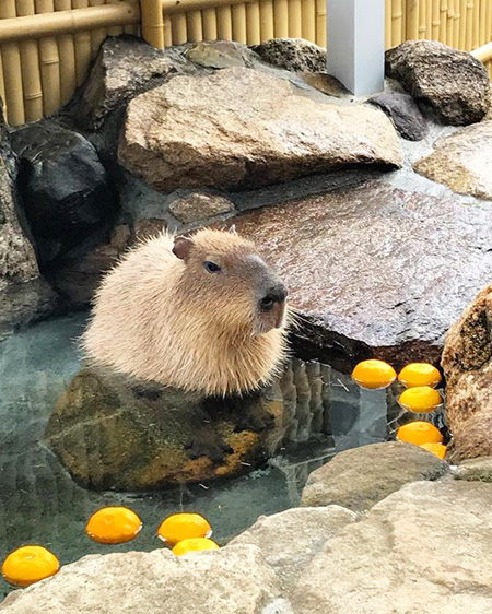 岩風呂につかるカピバラ/池田動物園(岡山県/岡山市)