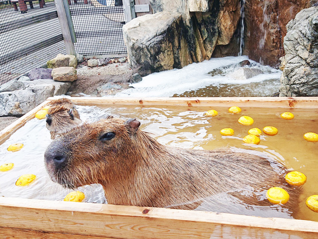 /秋吉台サファリランド(山口県/美祢市)