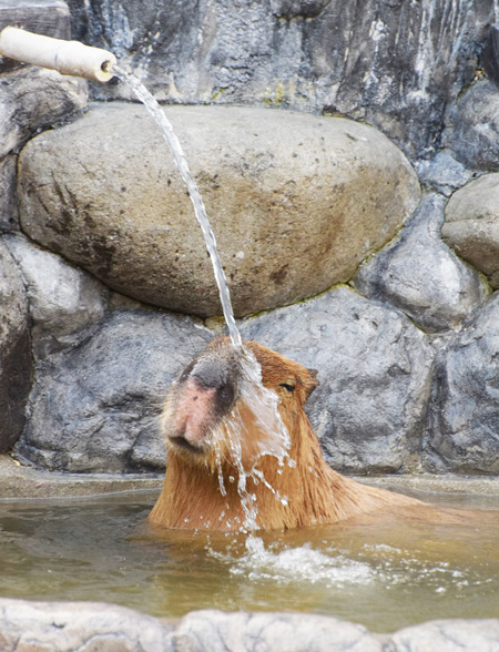 打たせ湯が大好きなカピバラ/愛媛県立とべ動物園(砥部町)