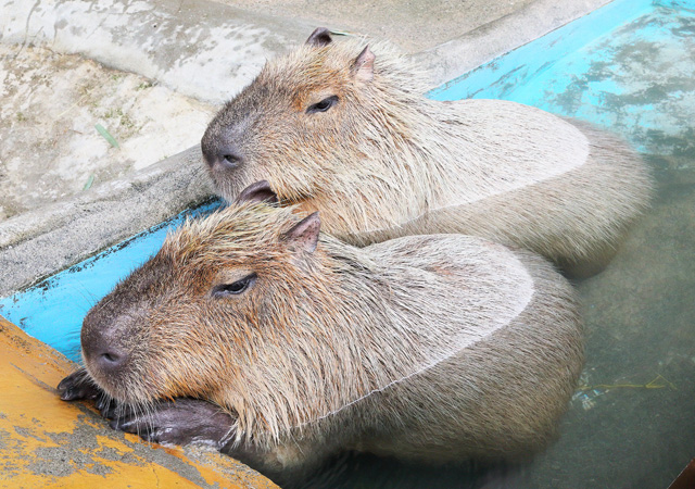 お湯につかるカピバラ/レオマリゾート(香川県/丸亀市)