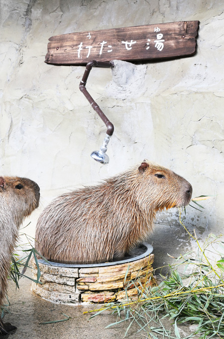 打たせ湯が気持ちよさそうなカピバラ/レオマリゾート(香川県/丸亀市)