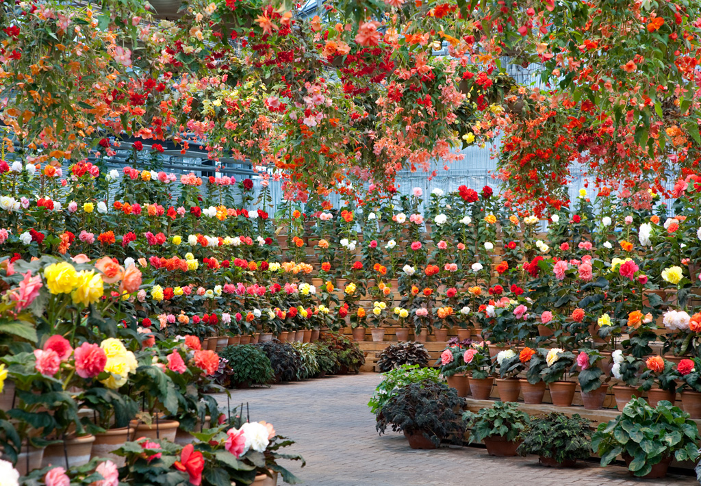 ベゴニアガーデン／なばなの里（三重県/桑名市）