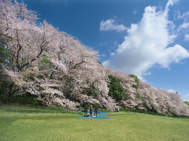 【2025春】東京の桜・お花見がおすすめの大型公園14選！子どもと桜を楽しもう