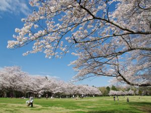 関東で桜・お花見がおすすめの大型公園56選(2025)子ども連れで桜散歩!