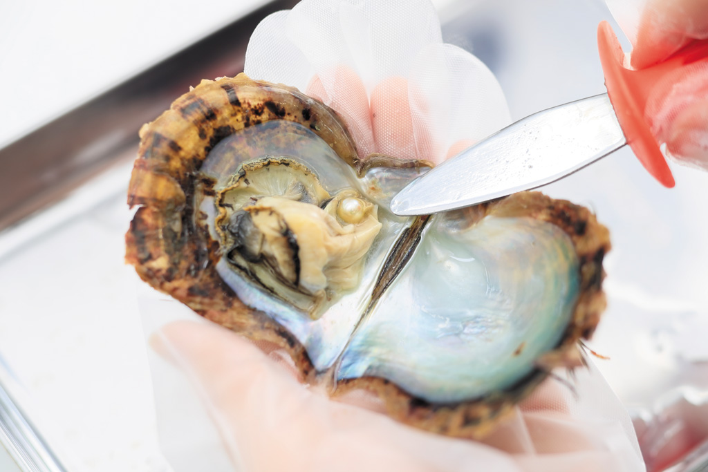 アコヤ真珠取り出し体験/三重県真珠（三重県/伊勢市）