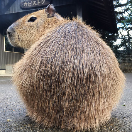 カピバラ/長崎バイオパーク