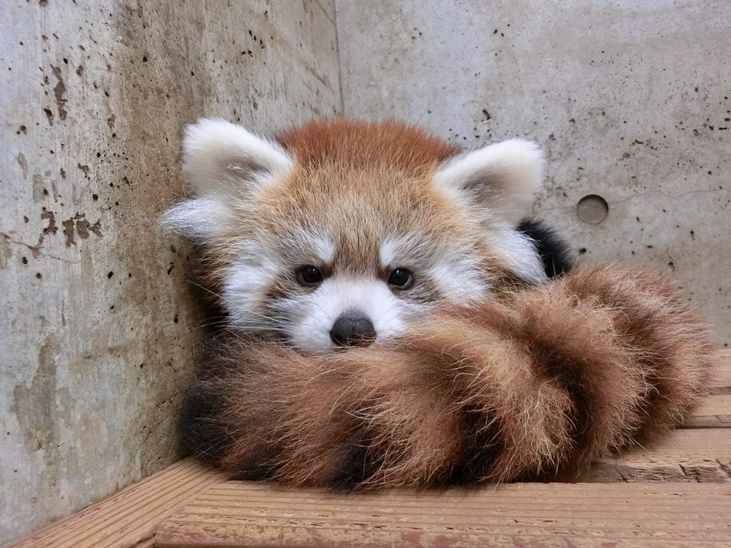 カワイイ動画に癒される！全国の動物園・水族館おすすめ動画109選【休校・コロナ対策】