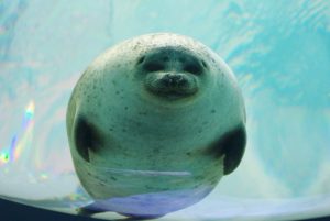 カワイイ動画に癒される！全国の動物園・水族館おすすめ動画109選【休校・コロナ対策】