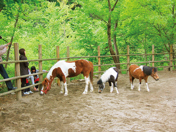 ポニーやウサギなどと一緒に遊べる/夕やけ小やけふれあいの里(東京都/八王子市)