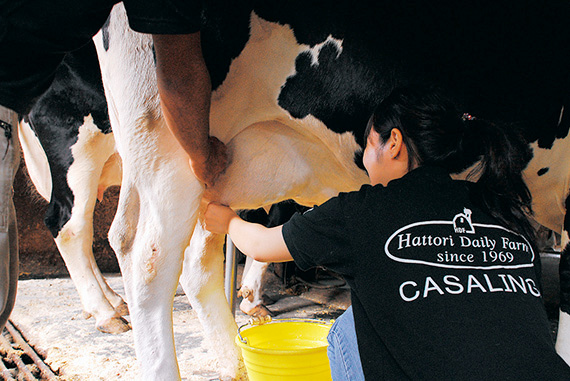 人気の乳搾り体験/服部牧場(神奈川県/愛川町)