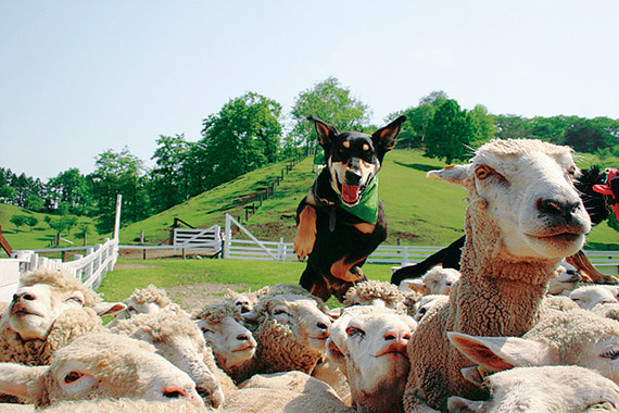 牧羊犬が大活躍するシープドッグショー/伊香保グリーン牧場(群馬県/渋川市)