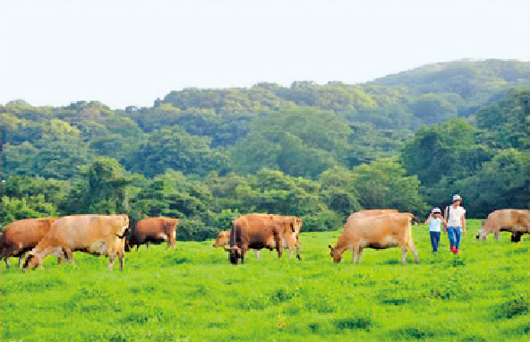 放牧場でのんびり草を食む牛たち/神津牧場(群馬県/下仁田町)