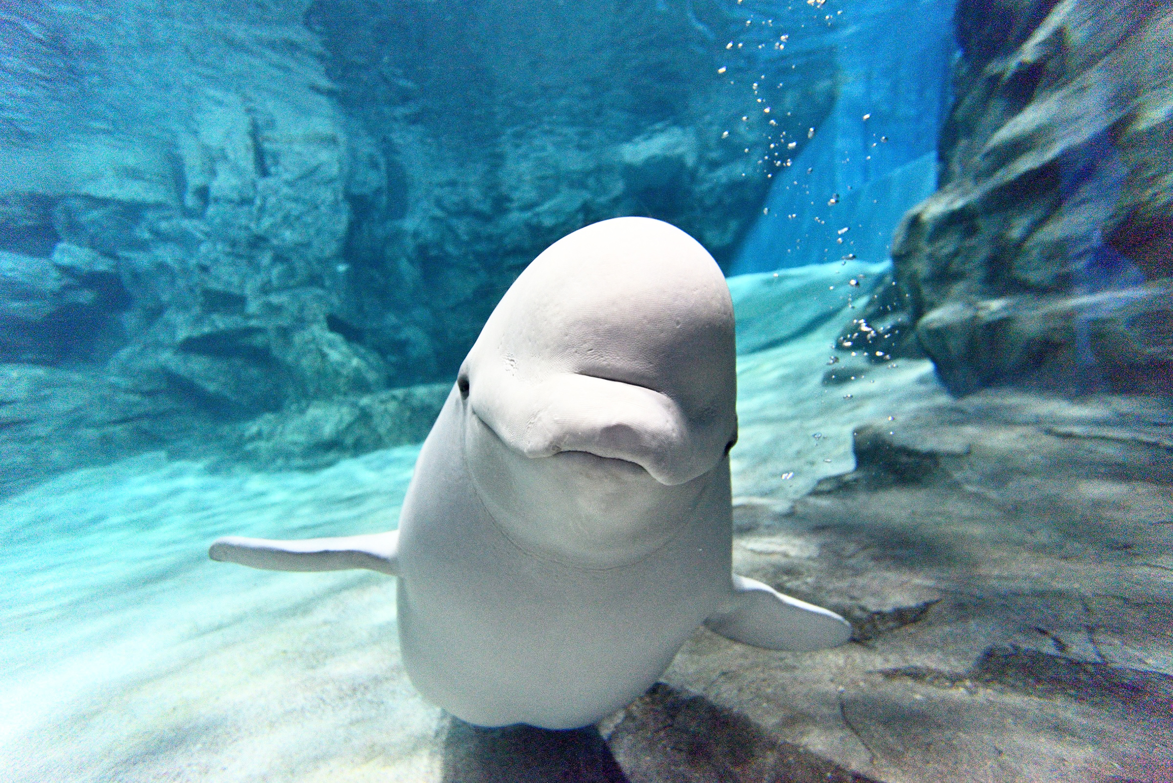 名古屋港水族館のシロイルカ(愛知県/名古屋市)