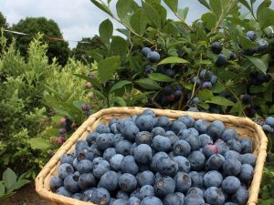 茨城県の夏の味覚&果物狩り！メロン狩り・ブルーベリー狩り・野菜収穫など