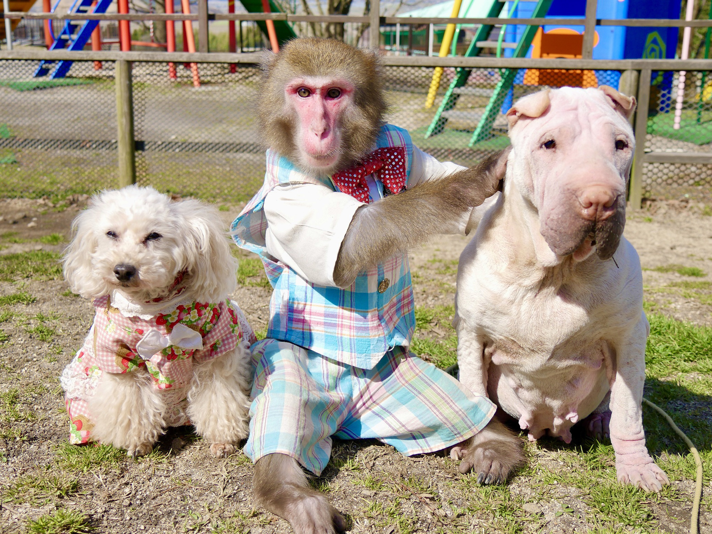 チンパンジーのカイくん/阿蘇カドリー・ドミニオン（熊本県/阿蘇市）