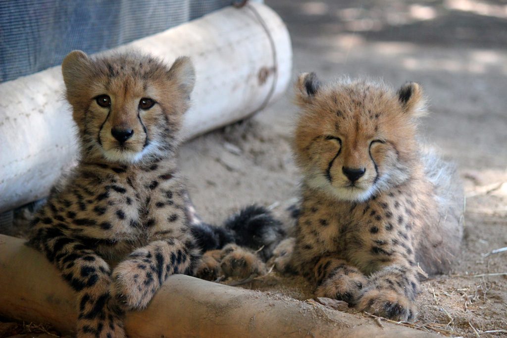 チーターの赤ちゃん/姫路セントラルパーク（兵庫県/姫路市）