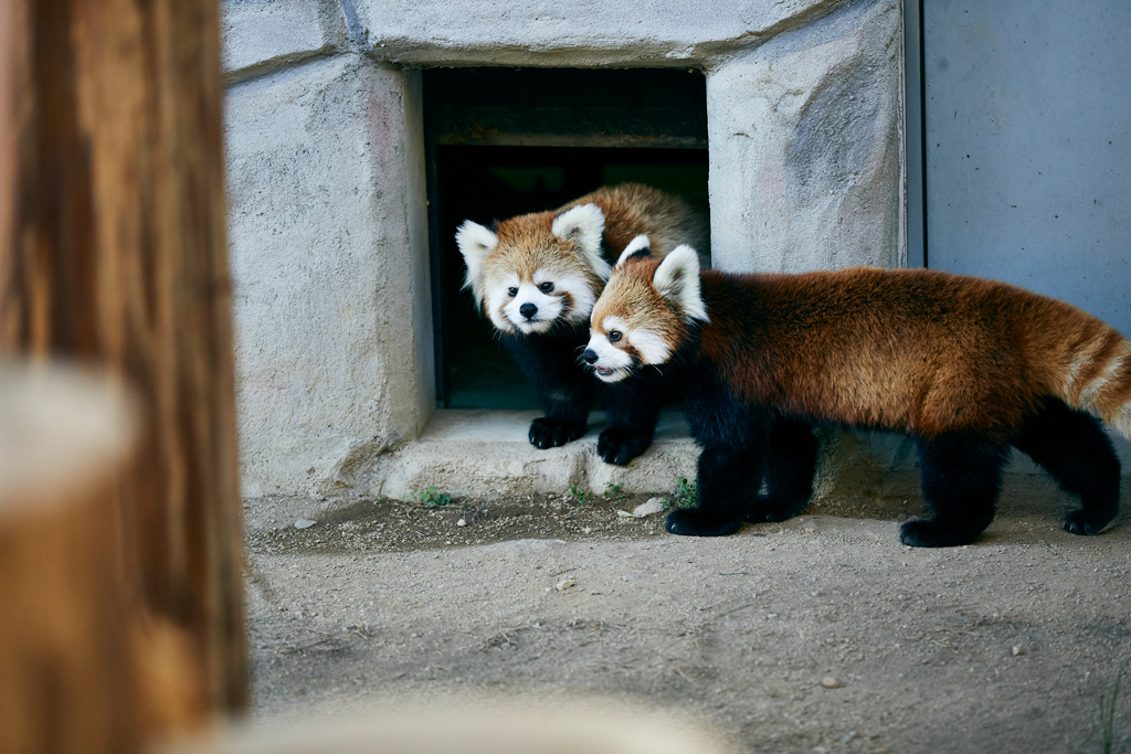 レッサーパンダ/姫路セントラルパーク(兵庫県/姫路市)