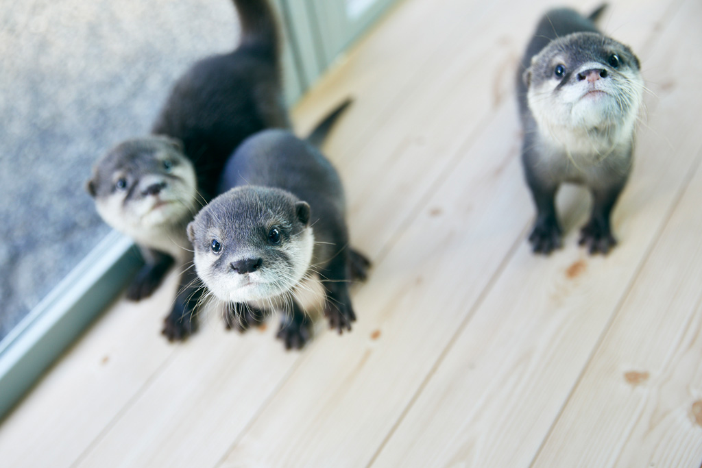 カワウソ/姫路セントラルパーク(兵庫県/姫路市)